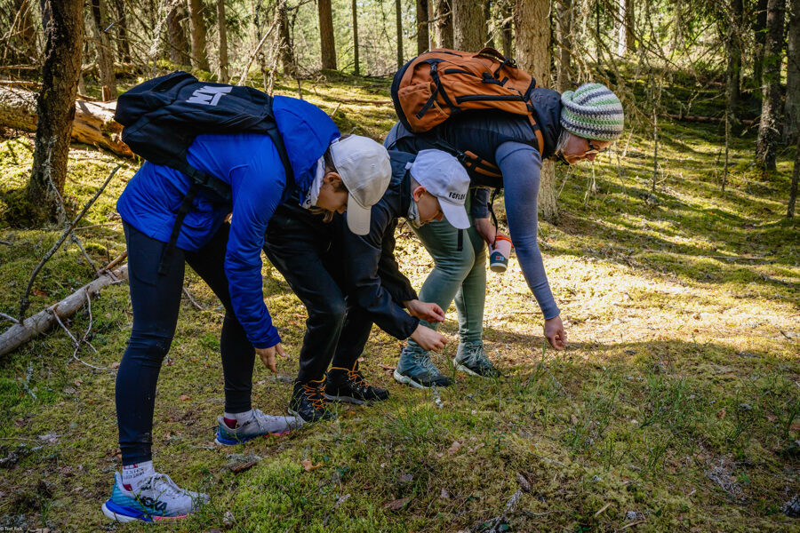 Daytrip: Guided Walking Hike and Forest food Picnic at old farmhouse